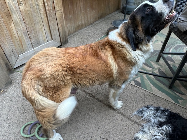 LeeLou The St. Bernard